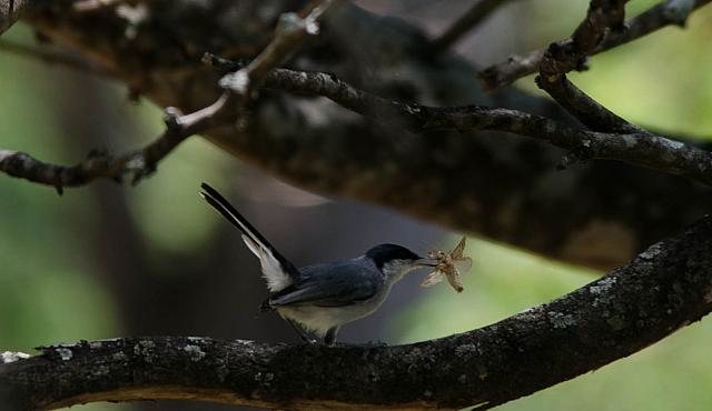 20464232806 490f1d1769 o