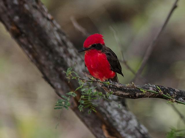 20496753811 ef303720ab o