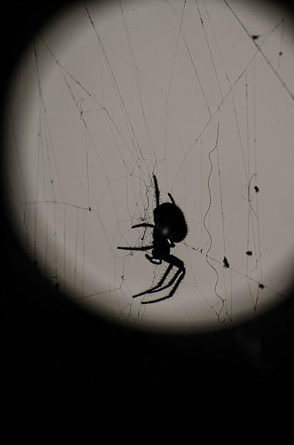 23324516441 cb2a33fbd1 o