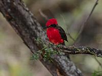 20496753811 ef303720ab o