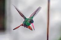 hummingbird